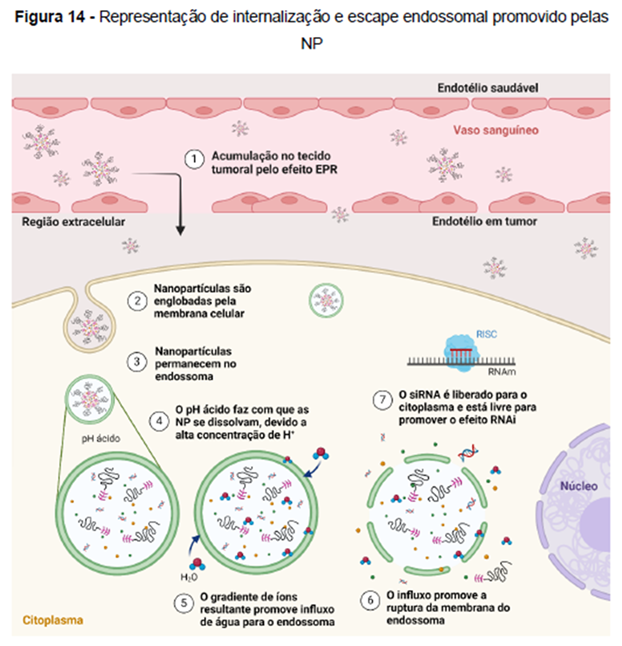Figura 14: Representação da internalização e escape endossomal